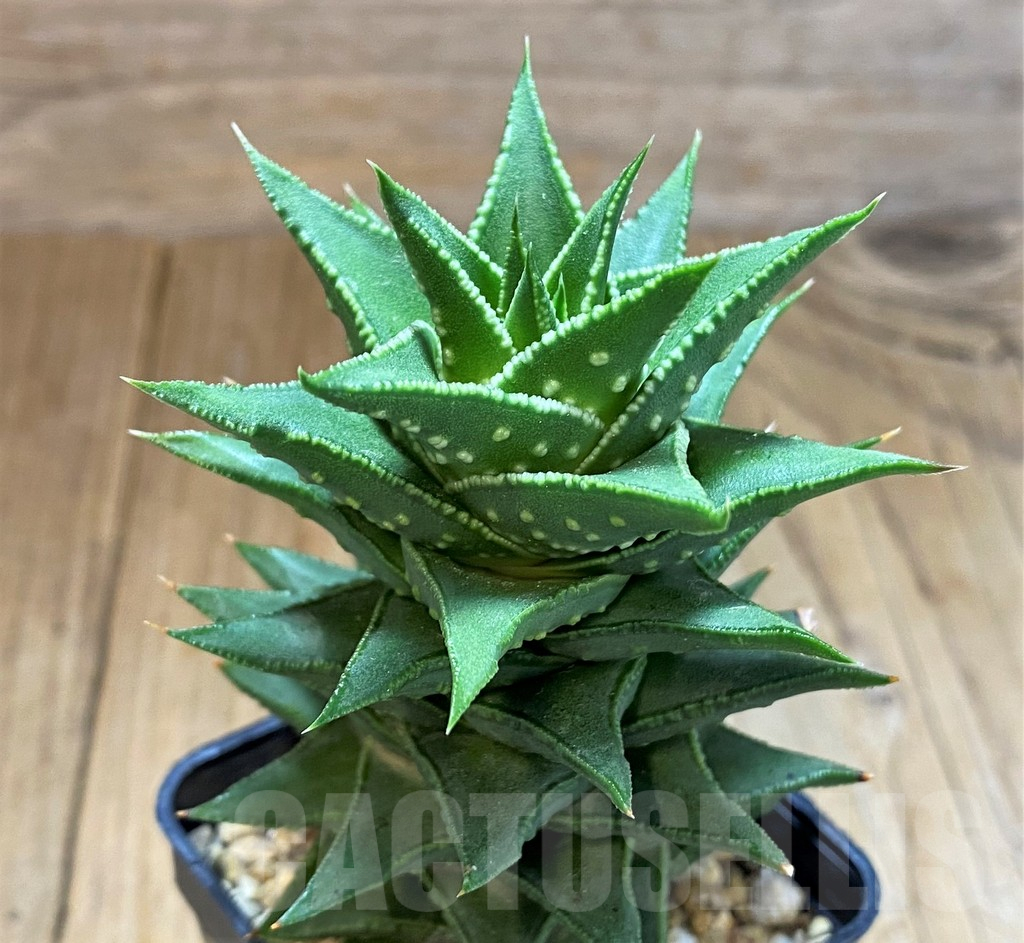 SH14263 Astroloba foliolosa x Haworthia pumila