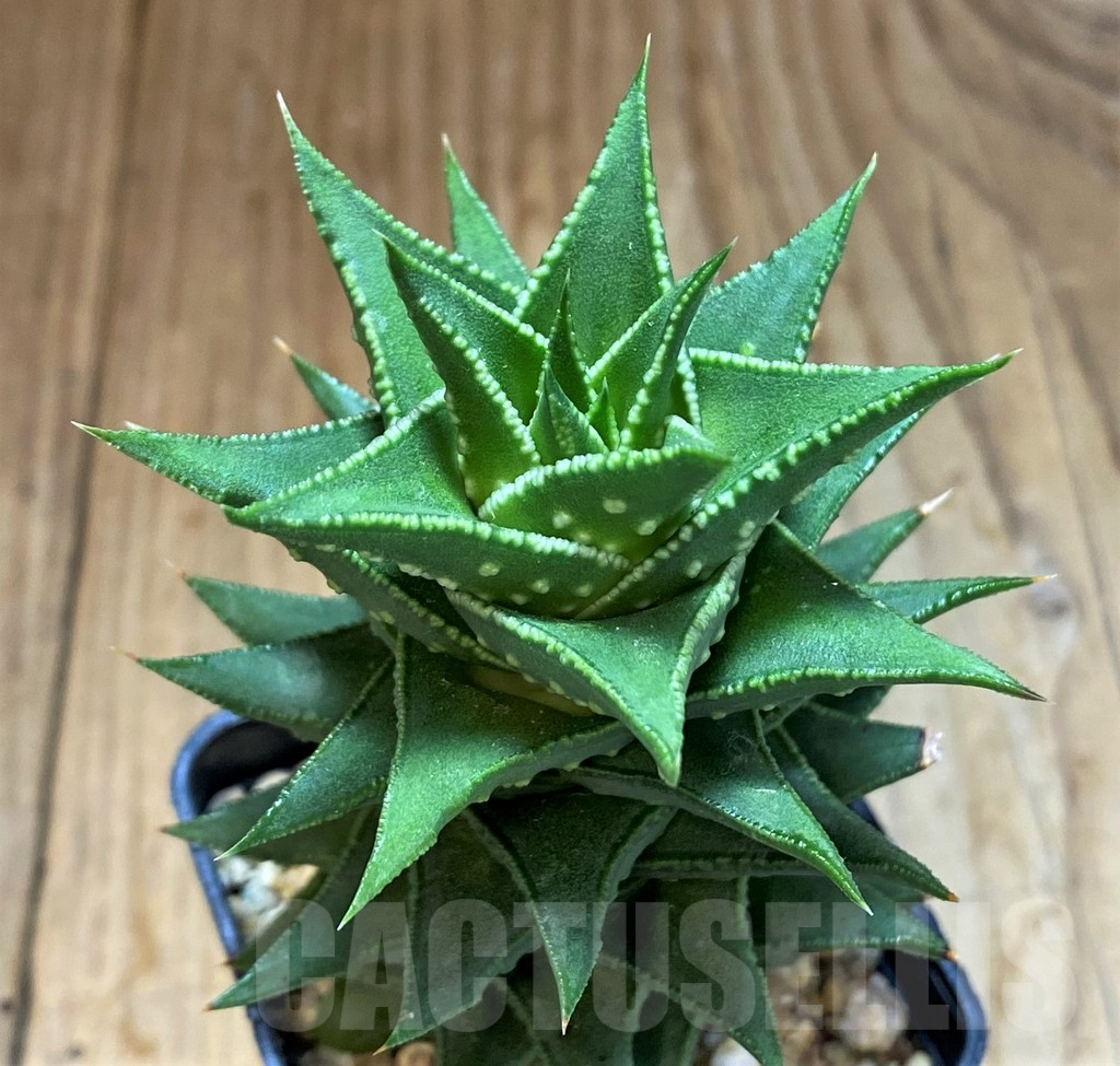 SH14263 Astroloba foliolosa x Haworthia pumila - Image 2