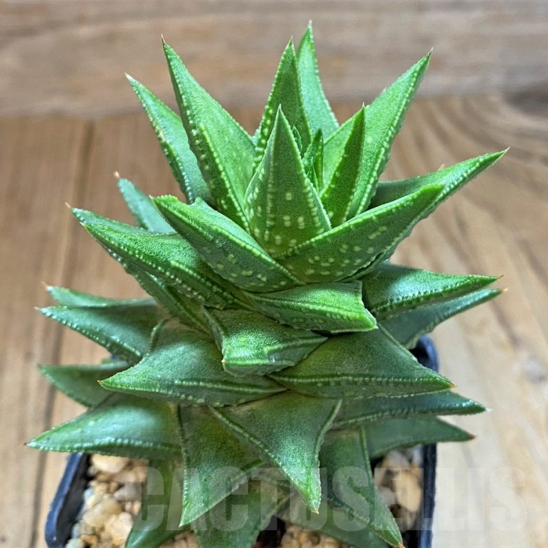 SH14264 Astroloba foliolosa x Haworthia pumila
