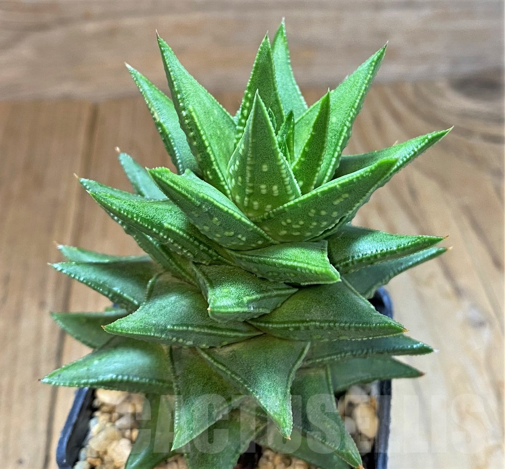 SH14264 Astroloba foliolosa x Haworthia pumila