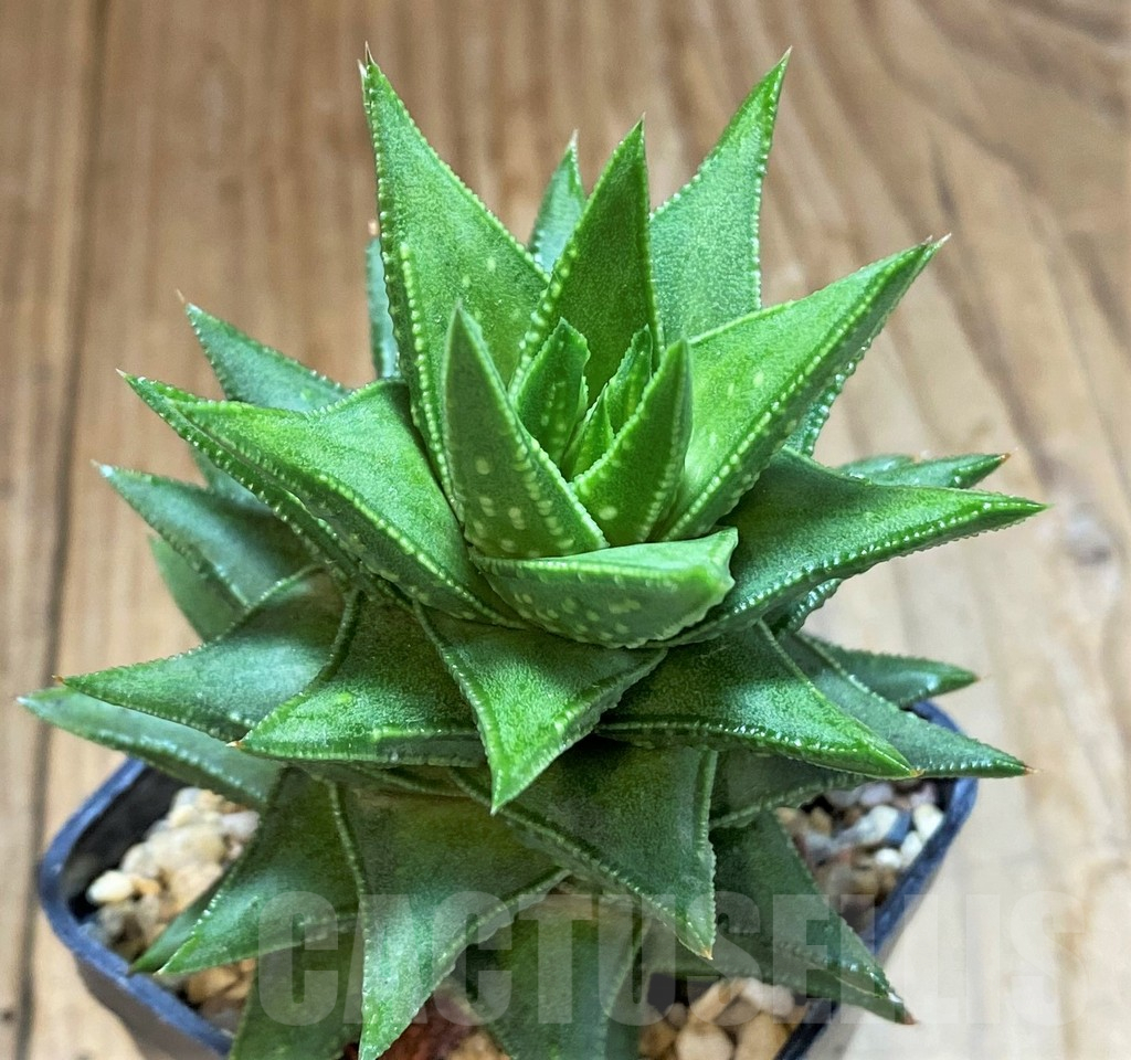 SH14264 Astroloba foliolosa x Haworthia pumila - Image 2