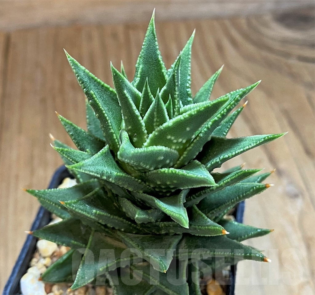 SH14265 Astroloba foliolosa x Haworthia pumila - immagine 3