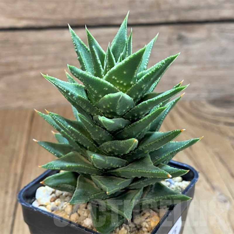 SH14265 Astroloba foliolosa x Haworthia pumila
