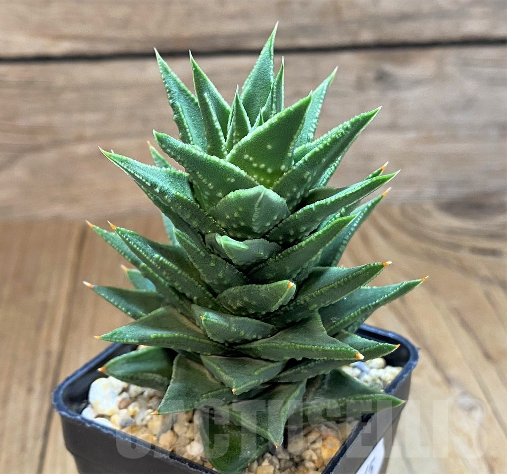 SH14265 Astroloba foliolosa x Haworthia pumila