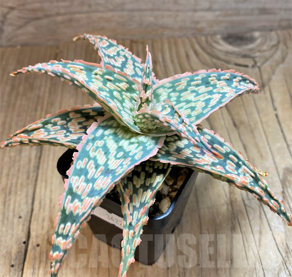 SHPR34223 Aloe TCT hybrid