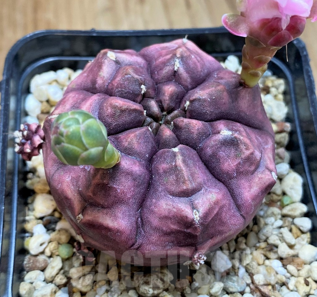SH17365 Gymnocalycium mihanovichii ‘Day Dream’ - Image 2