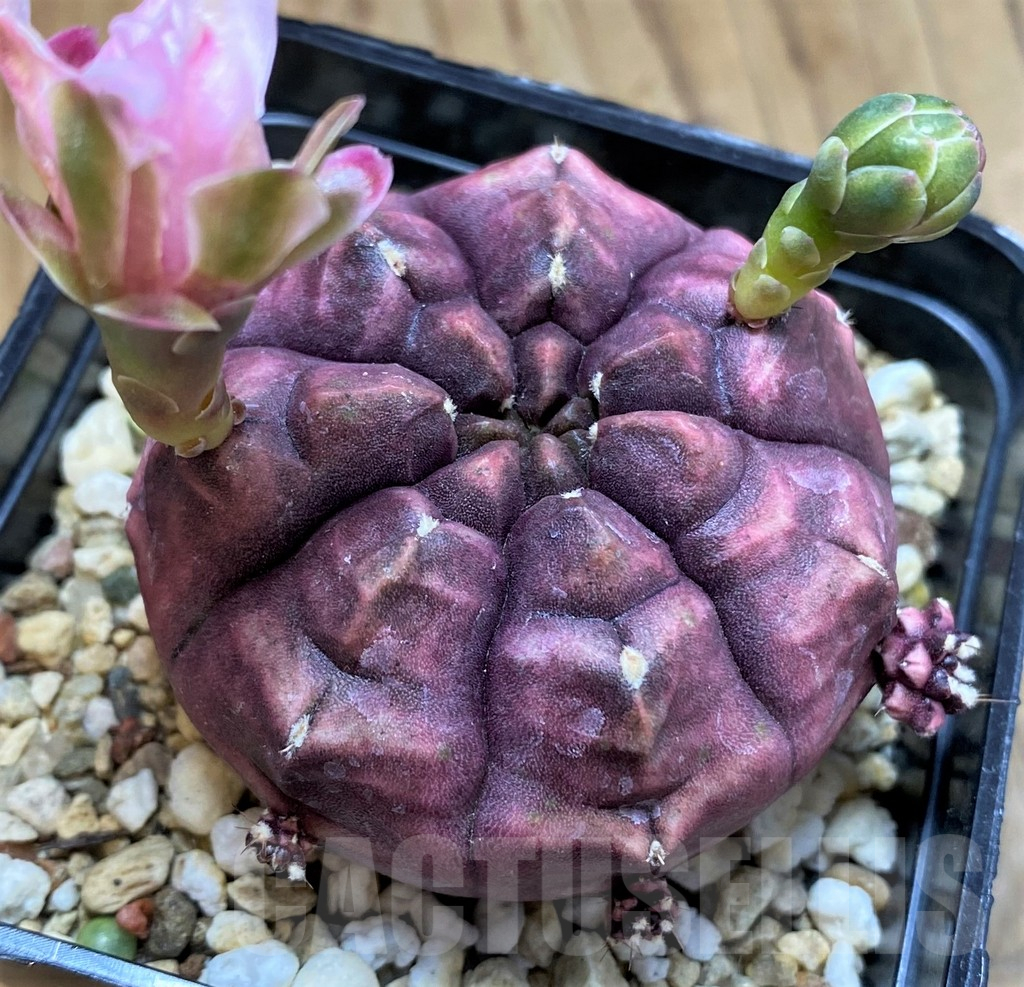 SH17365 Gymnocalycium mihanovichii ‘Day Dream’