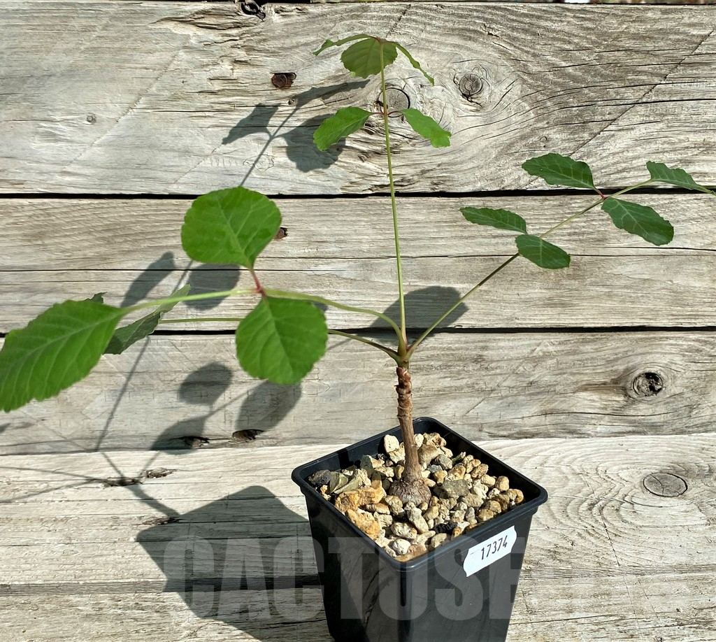 SH17374 Pseudosmodingium barkleyi - Image 2