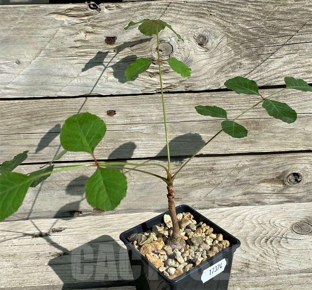 SH17374 Pseudosmodingium barkleyi