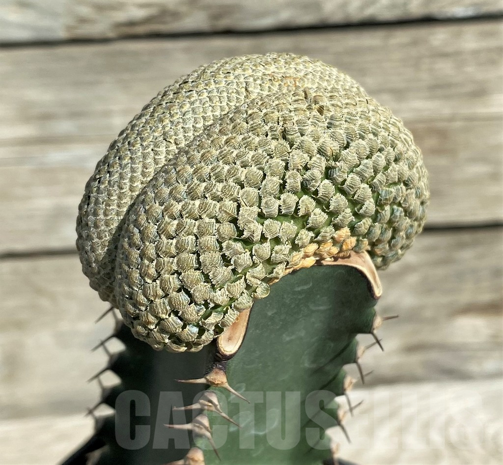 SH17381 Euphorbia piscidermis f. cristata, grafted