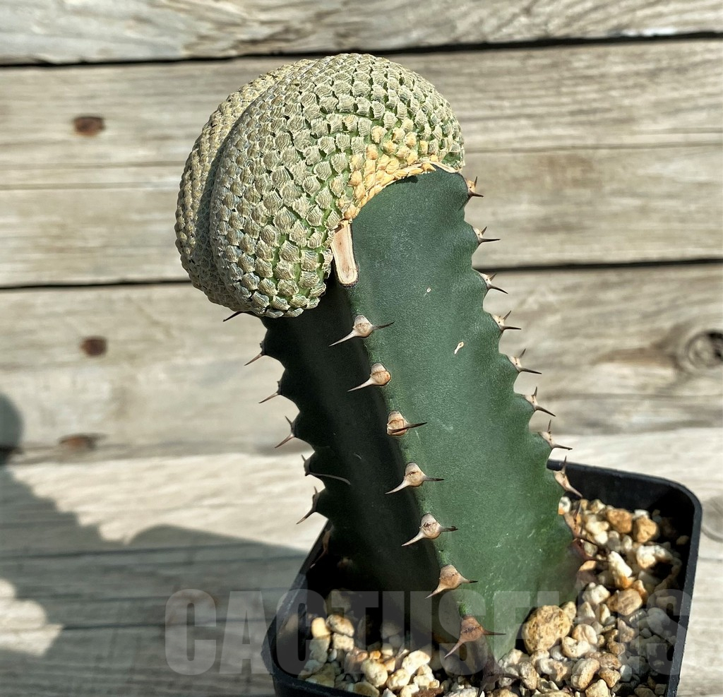 SH17381 Euphorbia piscidermis f. cristata, grafted - immagine 2