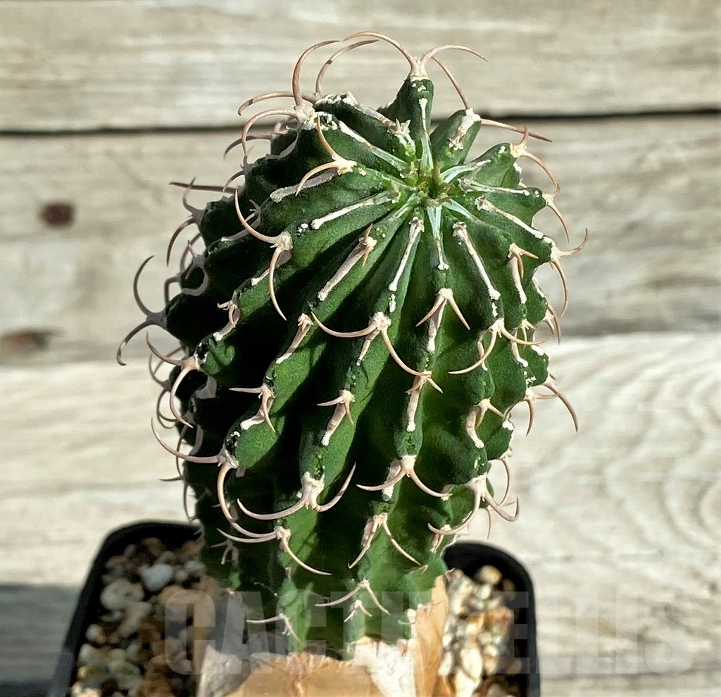 SH17385 Euphorbia columnaris, grafted