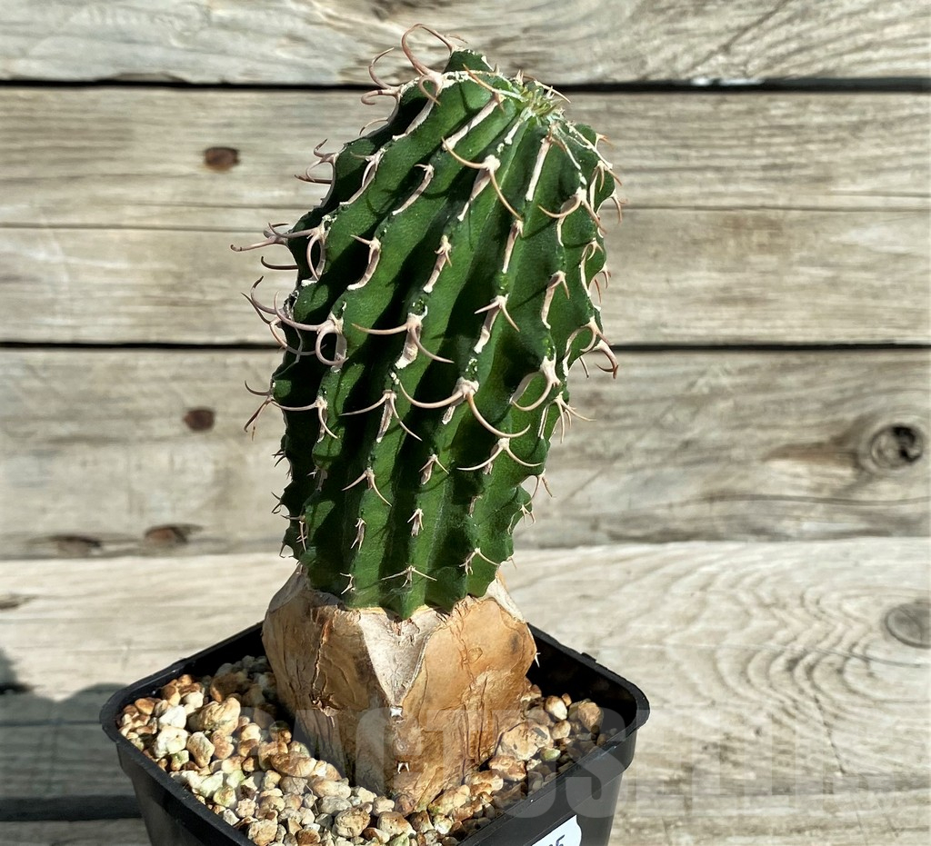 SH17385 Euphorbia columnaris, grafted - Image 2