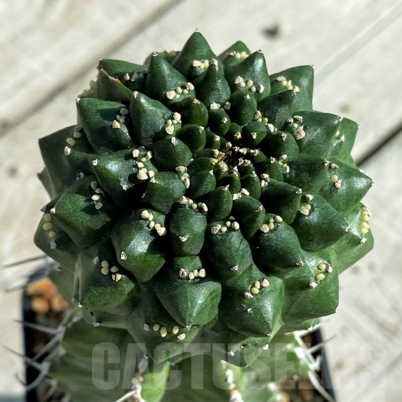 SH17386 Euphorbia gymnocalycioides, grafted