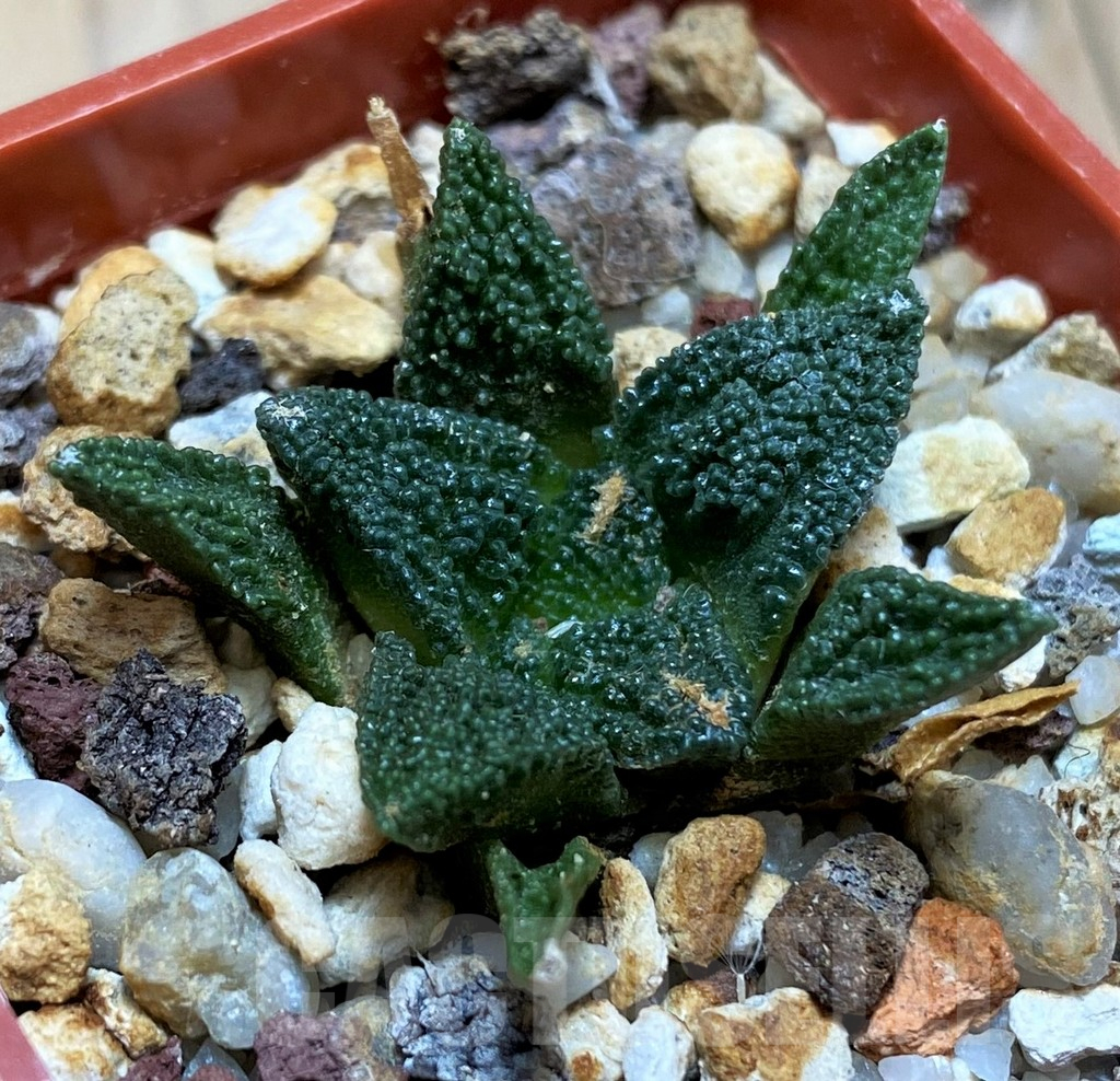 SH17362 Ariocarpus bravoanus