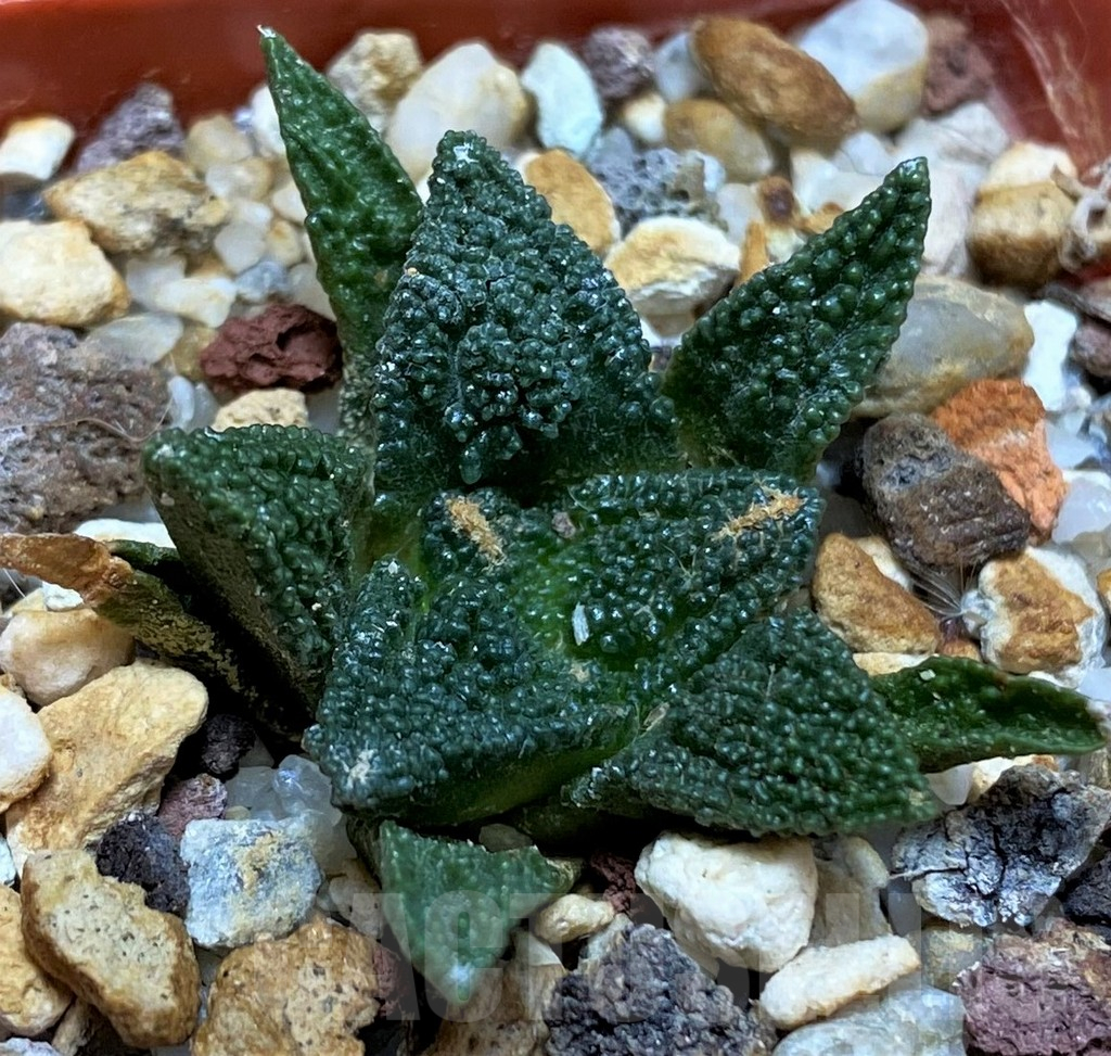 SH17362 Ariocarpus bravoanus - Imagen 2
