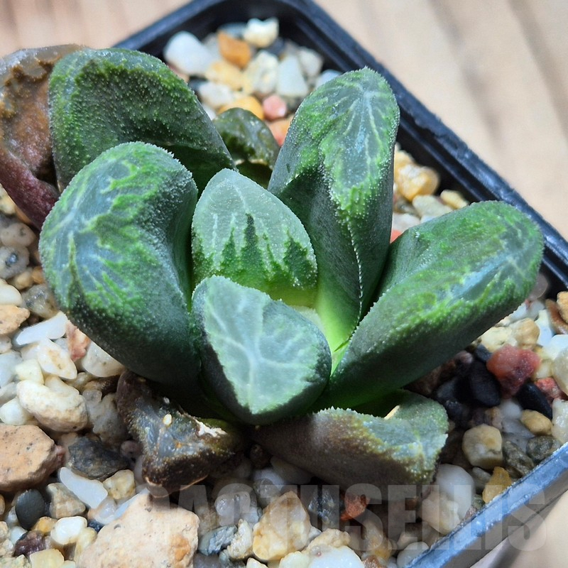 VVG3636 Haworthia maughanii x cooperi v.venusta F2