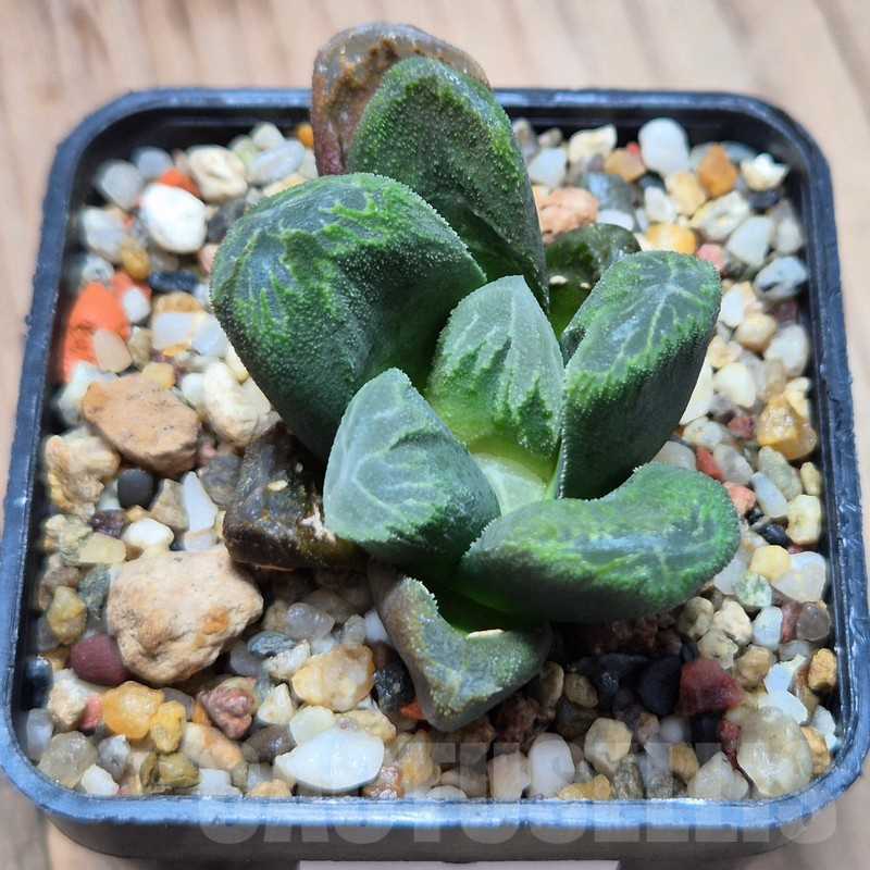 VVG3636 Haworthia maughanii x cooperi v.venusta F2 - Image 2