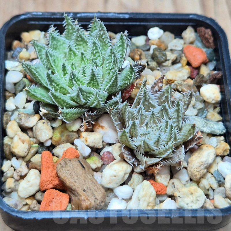 VVG3638 Haworthia herbacea 2 plants seedling - Image 2