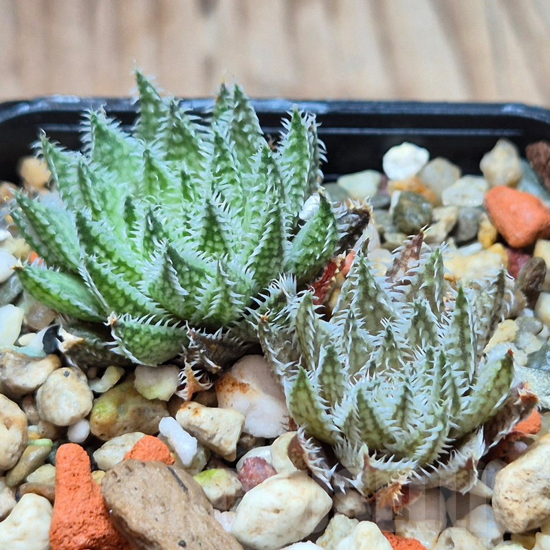 VVG3638 Haworthia herbacea 2 plants seedling