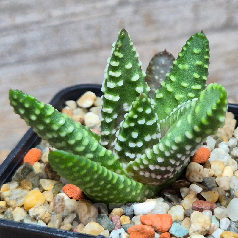 VVG3641 Haworthia maxima -Hear Worcester Airoport- seedling
