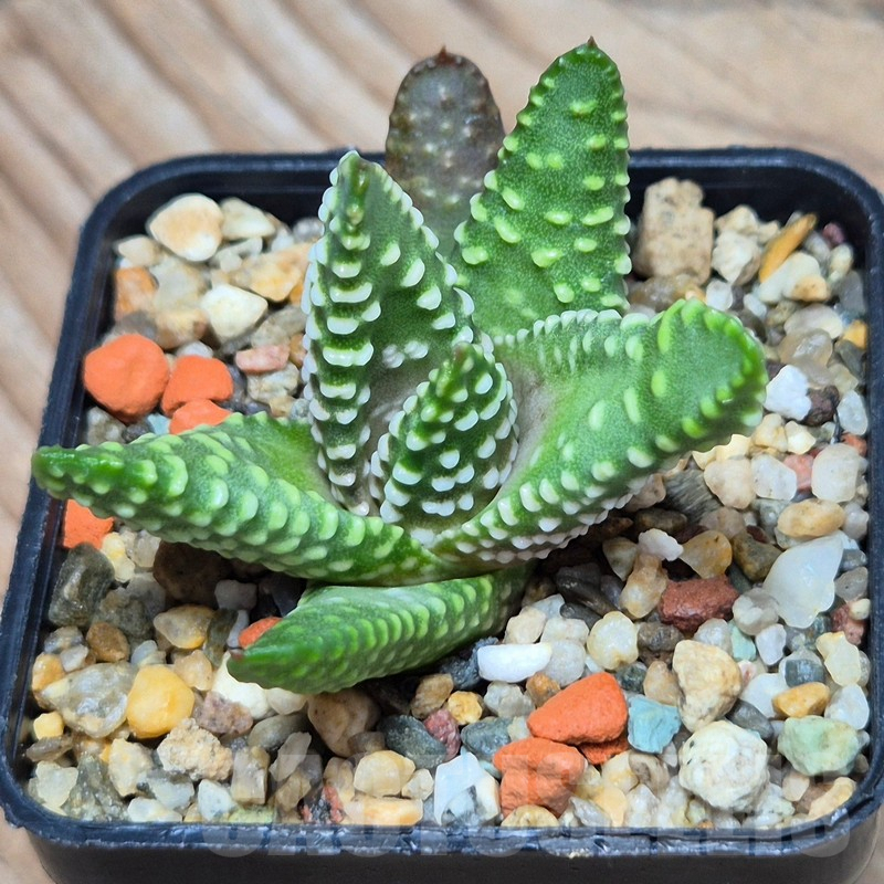 VVG3641 Haworthia maxima -Hear Worcester Airoport- seedling - Image 2