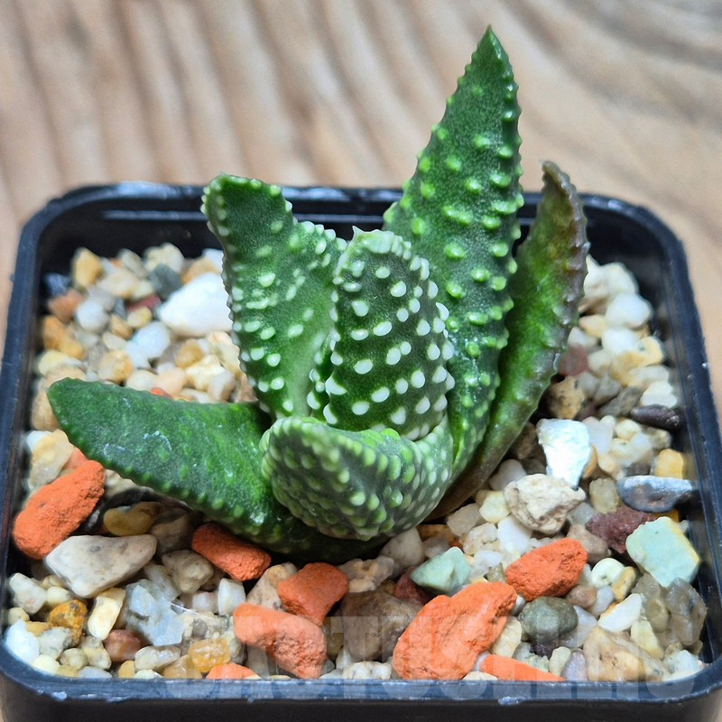 VVG3642 Haworthia maxima -Hear Worcester Airoport- seedling - immagine 2