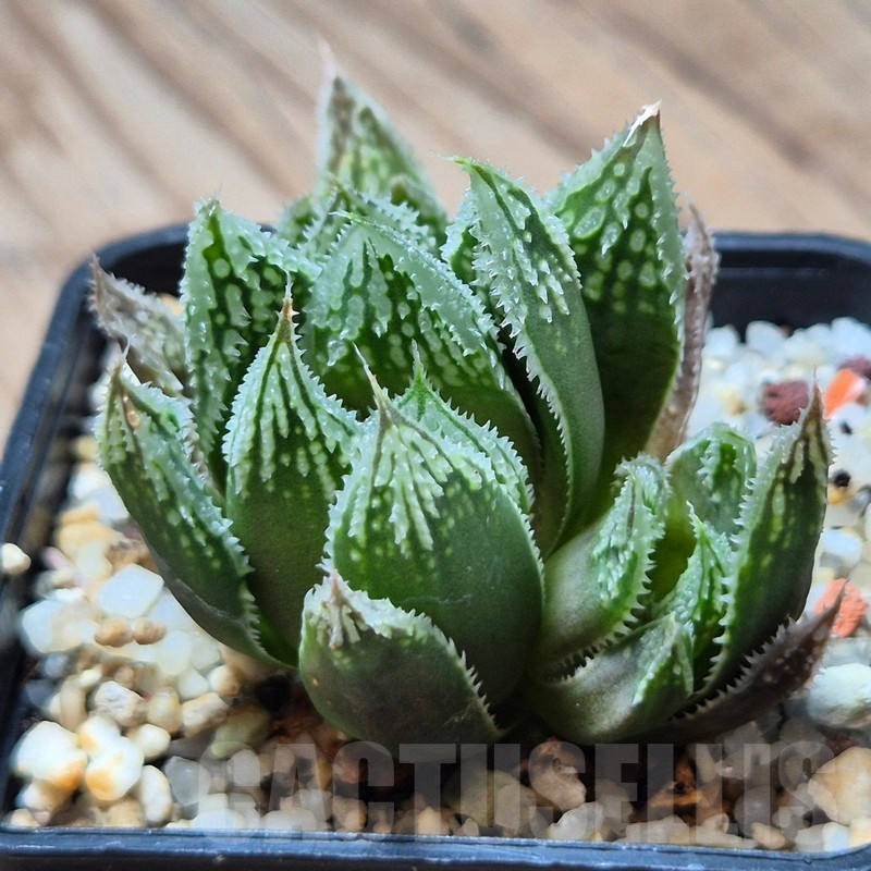 VVG3643 Haworthia 'Gorbi' hybrid F2