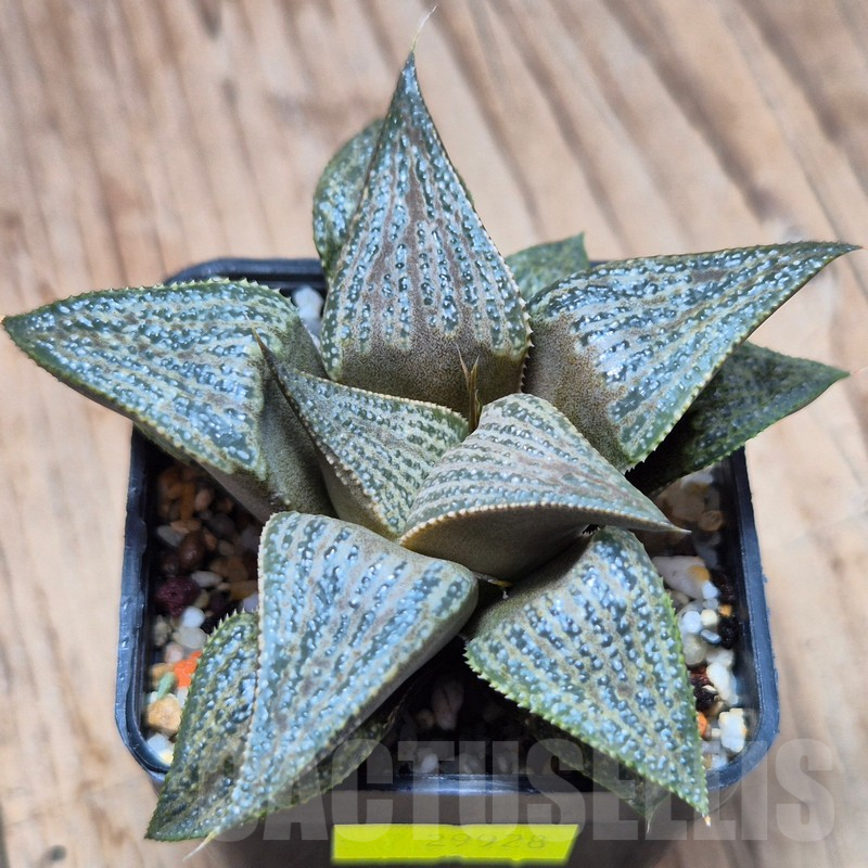 VVG3645 Haworthia magnifica v.splendens -Dekriet Road-