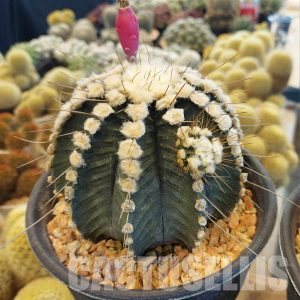 SHPR33738 Gymnocalycium mihanovichii ‘Uno spines’ seedling