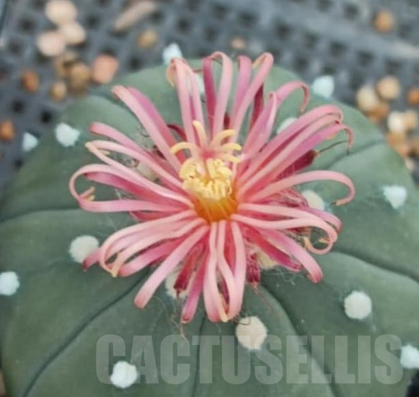 SHPR35396 Astrophytum asterias 'Shinshowa'