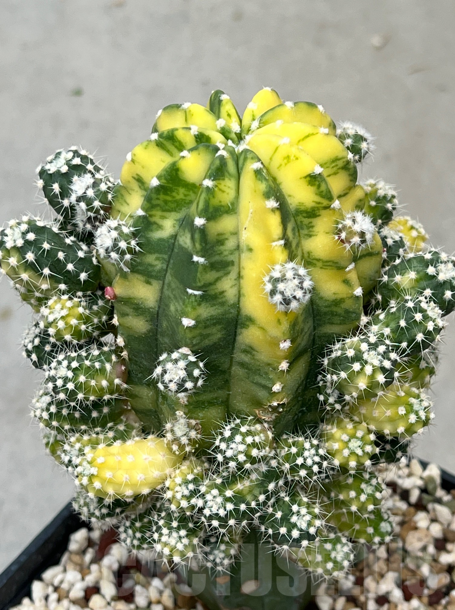 SHPR34243 Echinopsis hybrid f. variegata