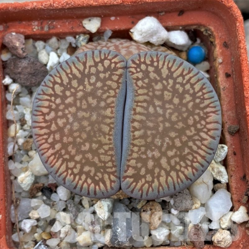 LOT64 20 SEEDS Lithops aucampiae 'Red Danielskuil', Harvest 2024