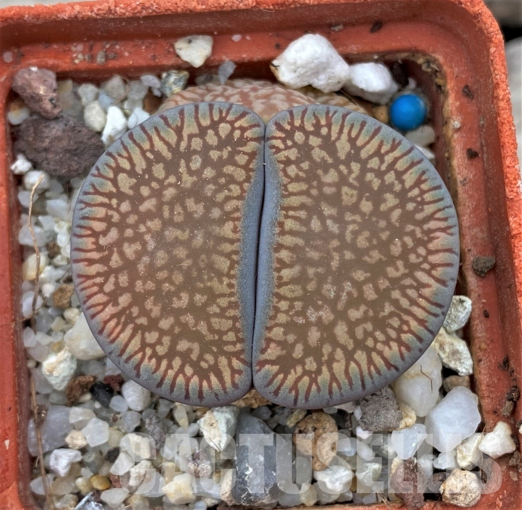LOT64 20 SEEDS Lithops aucampiae 'Red Danielskuil', Harvest 2024