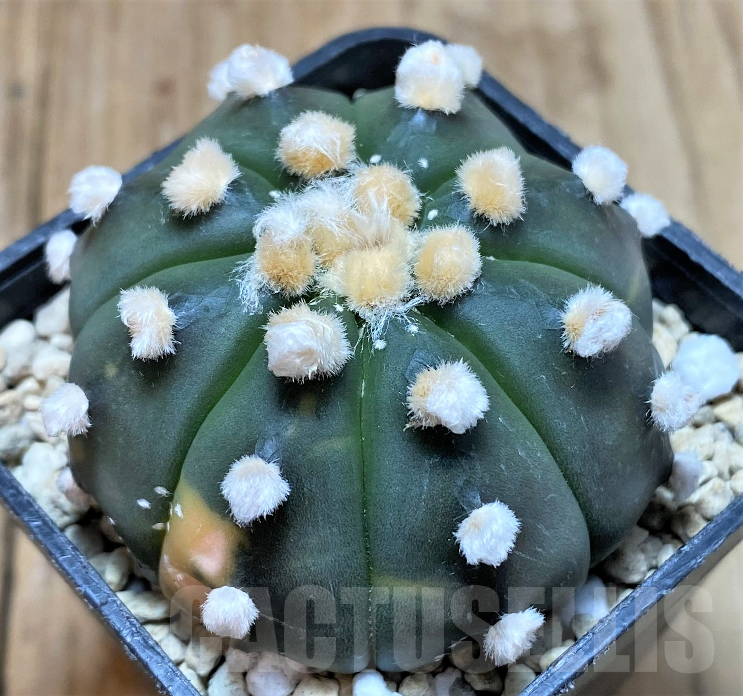 SHPR34418 Astrophytum asterias ‘Ooibo’ f. variegata