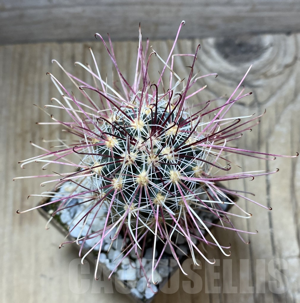 SHPR33306 Sclerocactus polyancistrus, grafted - immagine 2