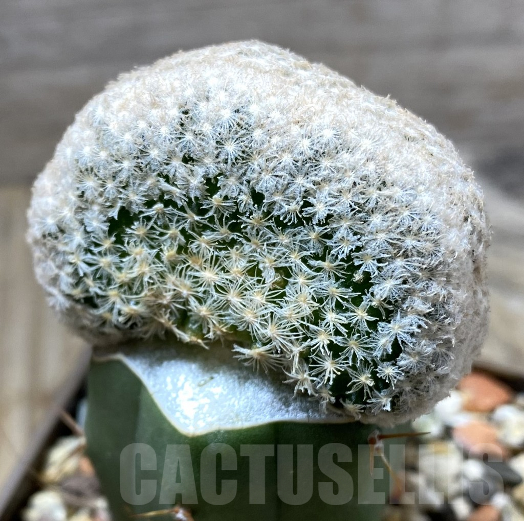 SHPR33307 Mammillaria lasiacantha egregia f. cristata, grafted