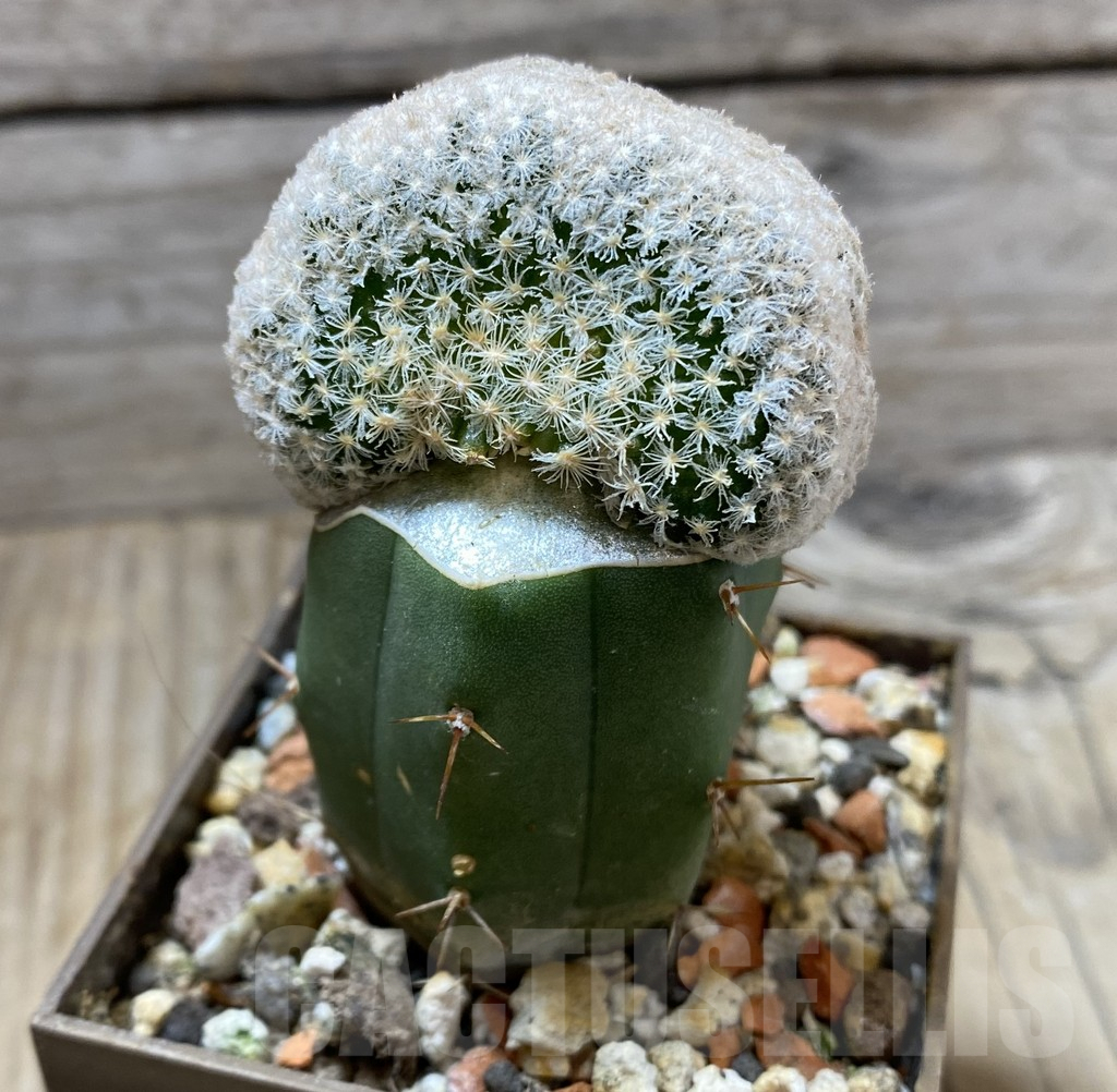 SHPR33307 Mammillaria lasiacantha egregia f. cristata, grafted - immagine 2
