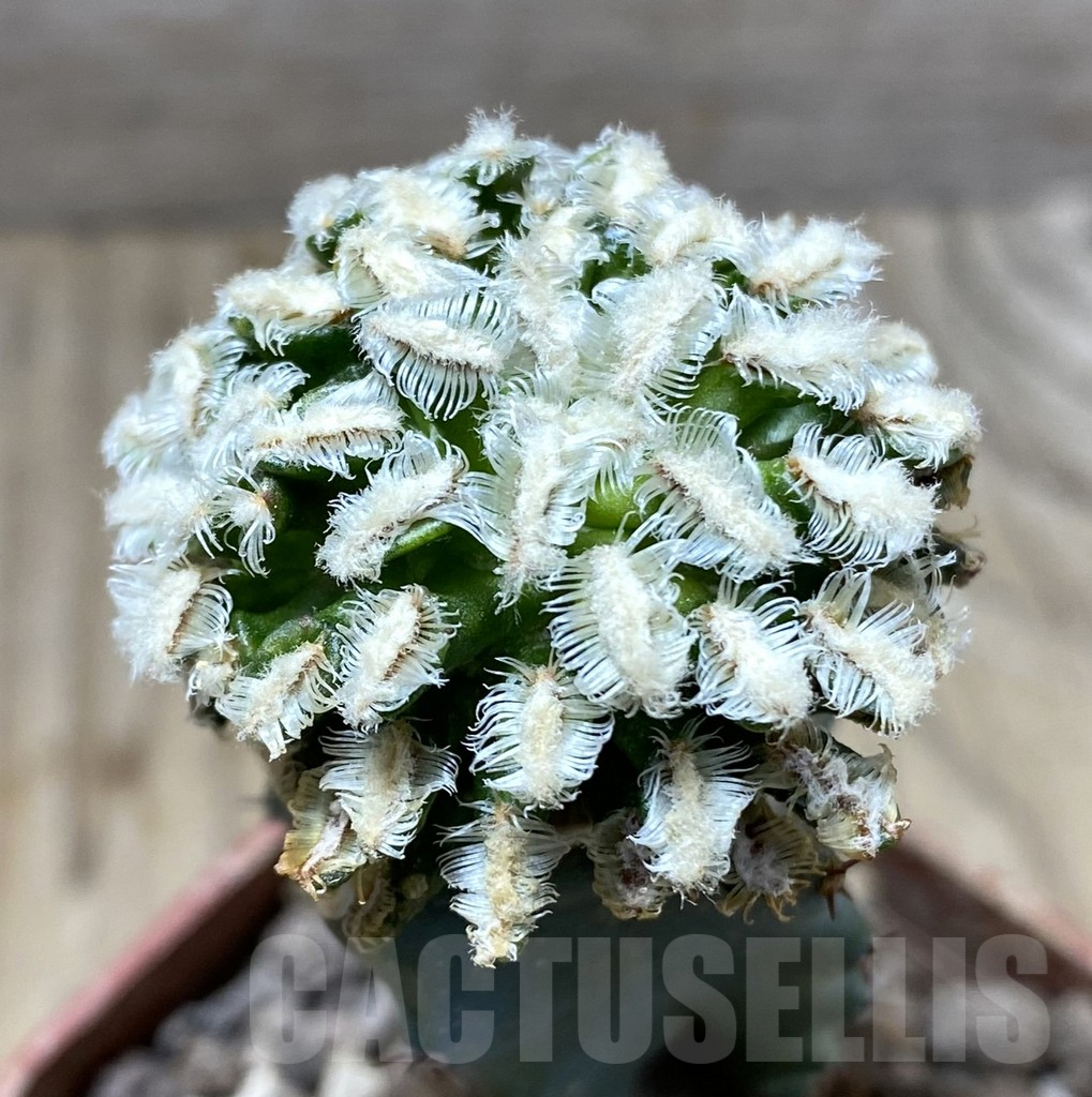 SHPR33308 Mammillaria bertholdii, grafted