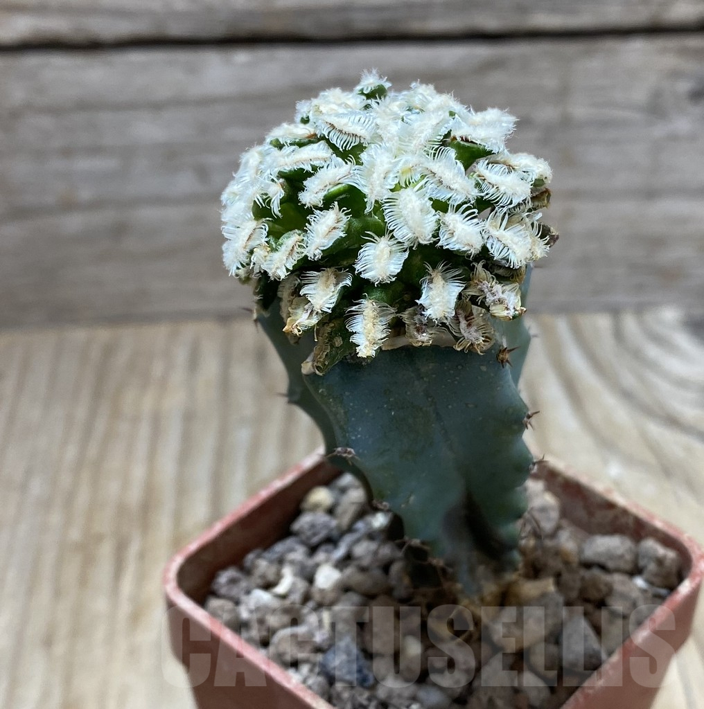 SHPR33308 Mammillaria bertholdii, grafted - Image 2