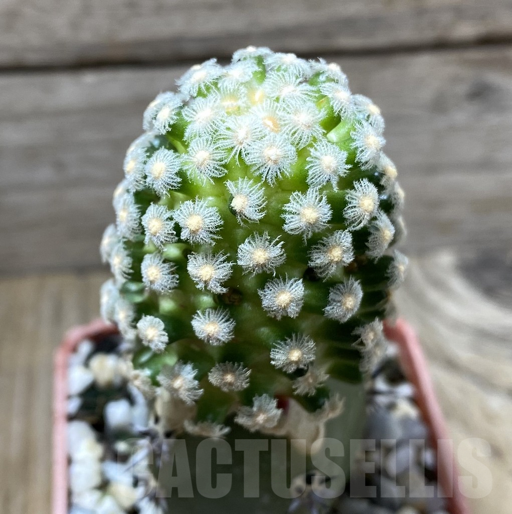 SHPR33309 Mammillaria theresae grafted