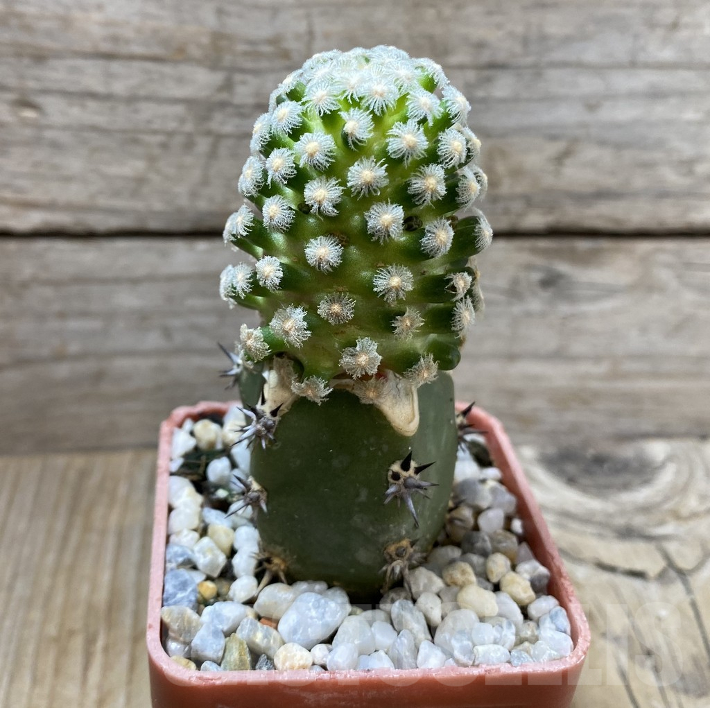 SHPR33309 Mammillaria theresae grafted - Obrázek 2