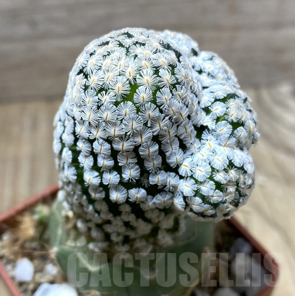 SHPR33310 Mammillaria sanchez-mejoradae, grafted