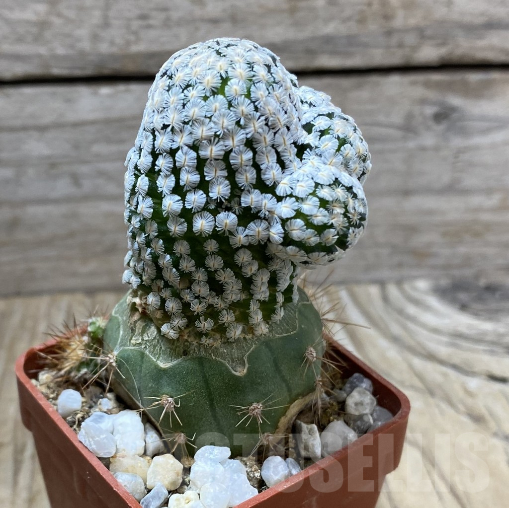 SHPR33310 Mammillaria sanchez-mejoradae, grafted - Obrázek 2