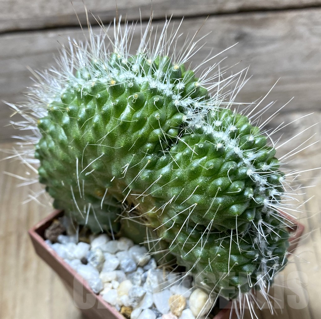 SHPR33311 Mammillaria spinosissima f. cristata, grafted