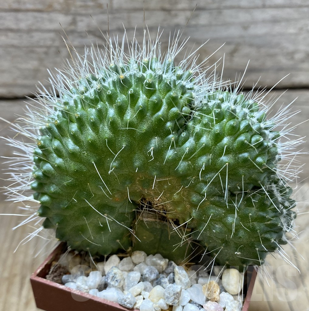 SHPR33311 Mammillaria spinosissima f. cristata, grafted - Obrázek 2