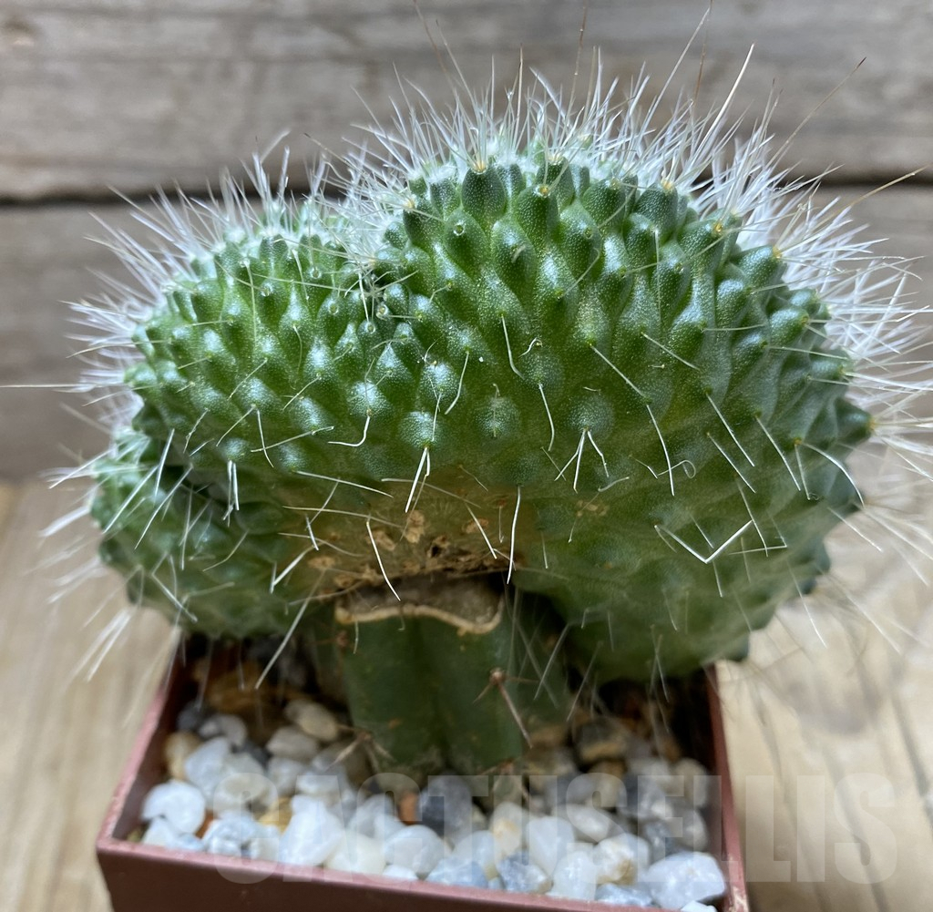 SHPR33311 Mammillaria spinosissima f. cristata, grafted - Obrázek 3