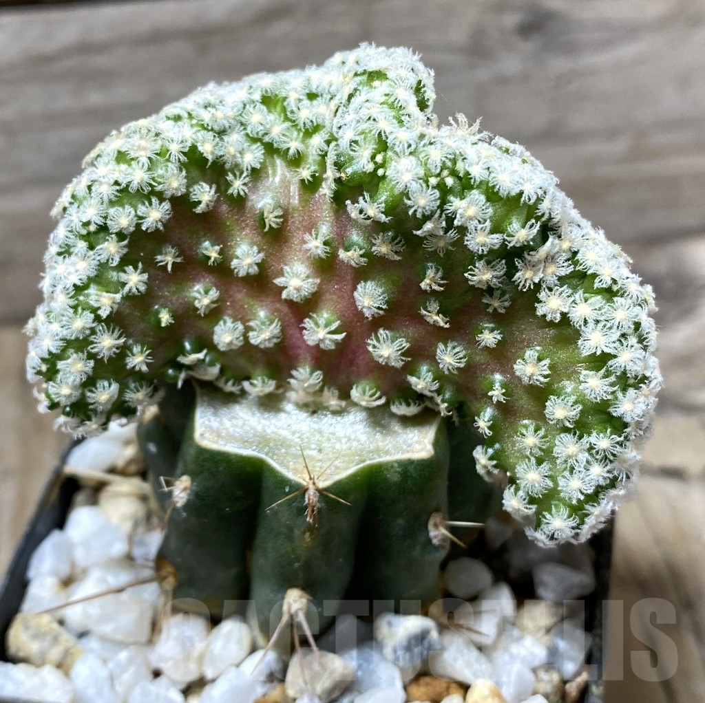 SHPR33312 Mammillaria theresae f. cristata, grafted