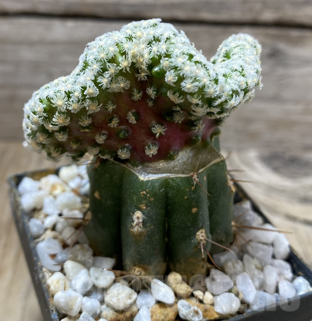 SHPR33312 Mammillaria theresae f. cristata, grafted - Image 2