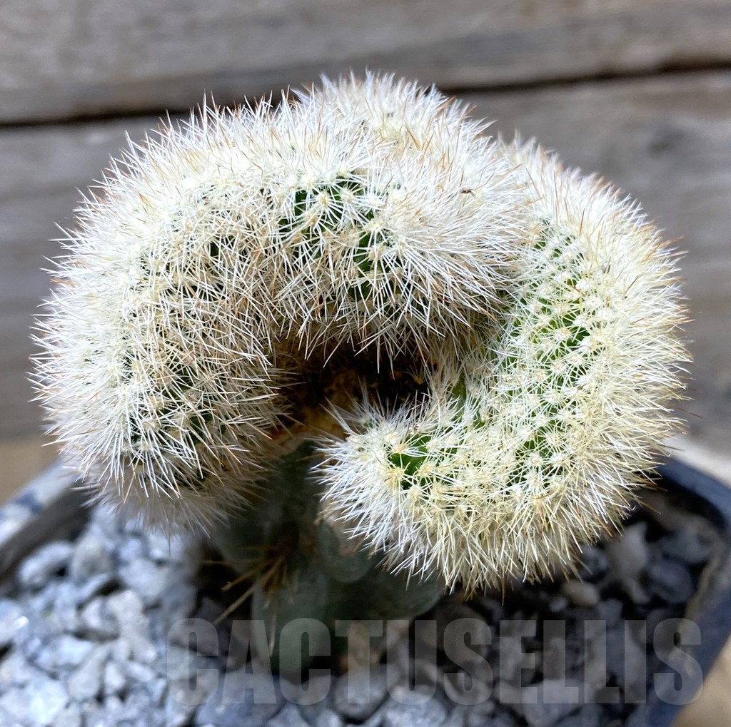 SHPR33314 Echinocereus reichenbachii v. baileyi, grafted